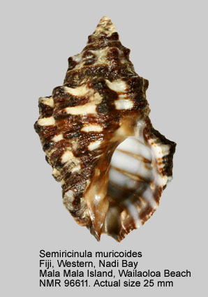 Semiricinula muricoides.jpg - Semiricinula muricoides (Blainville,1832)